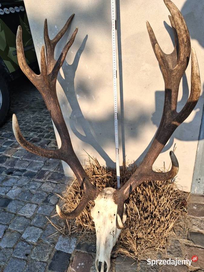 Poroże jelenia wieniec obustronnie koronny Michałów-Reginów