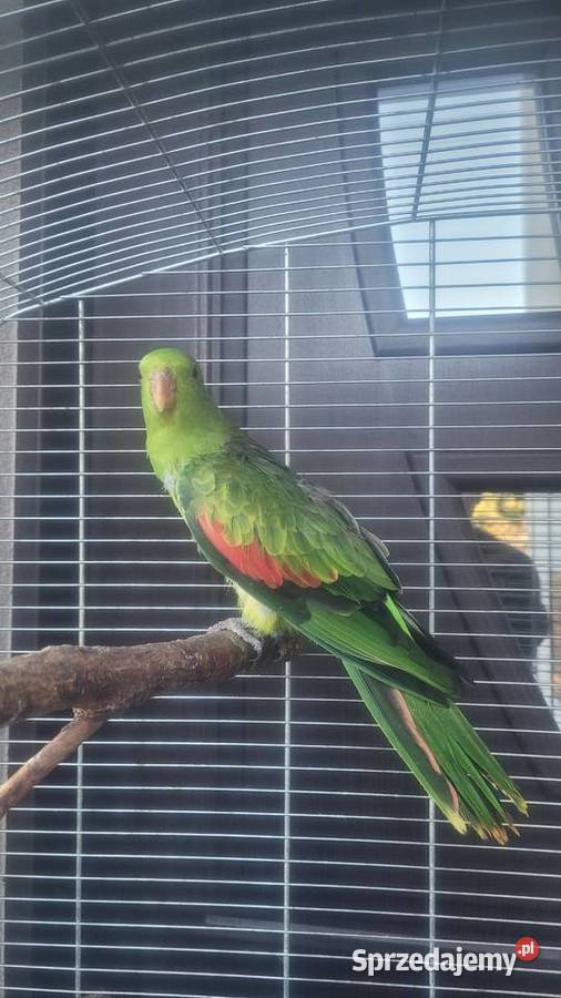 Papuga czerwonoskrzydla samica