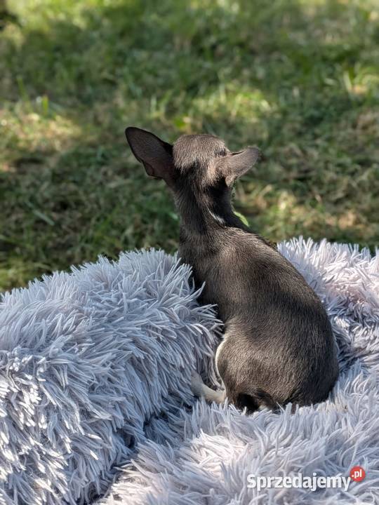 Chihuahua suczka xxs świętokrzyskie Szczaworyż