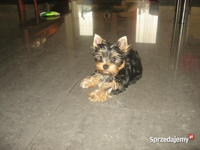 szczeniaka York Shire Terrier z rodowodem Luboszyce sprzedam