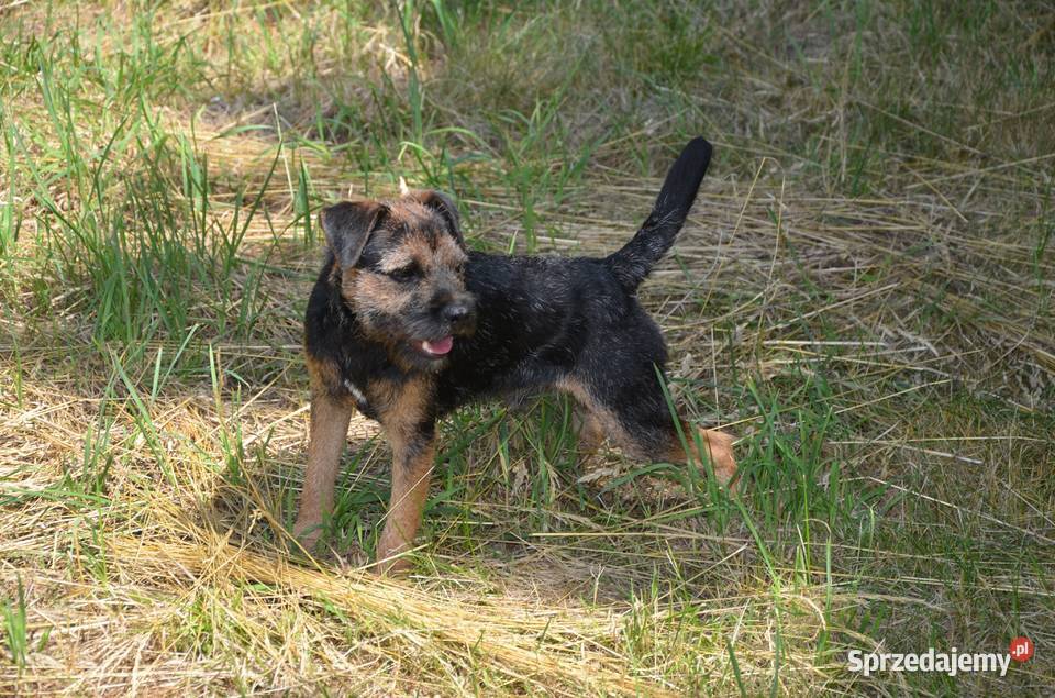 Border Terrier ZKwP FCI szczenięta rezerwacja Brwinów