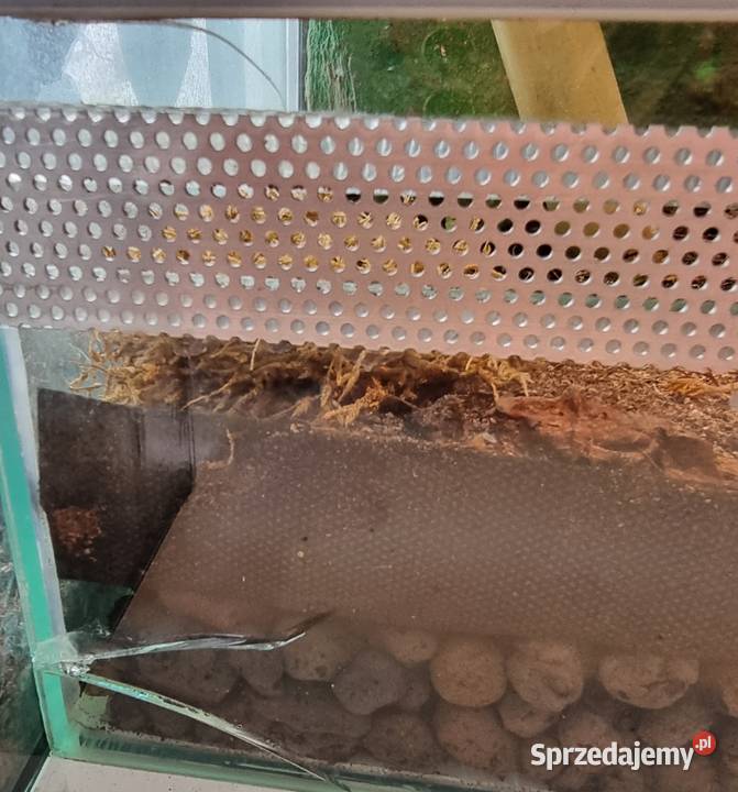 Sprzedam samce Phelsuma Klemmeri z terrarium dolnośląskie sprzedam