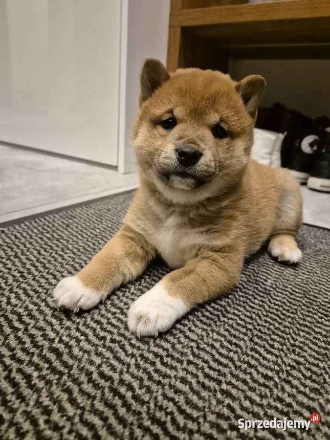 Szczeniak SHIBA INU RODOWÓD małopolskie Rabka-Zdrój