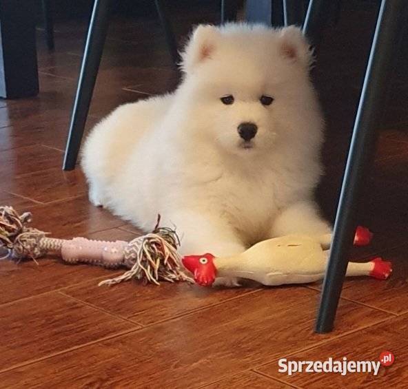 Samoyed suczka Połaniec