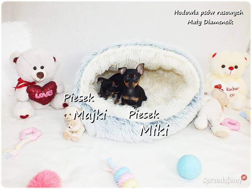 Mini Piesek Pinczer miniaturowy tzw Ratlerek Pozostałe sprzedam