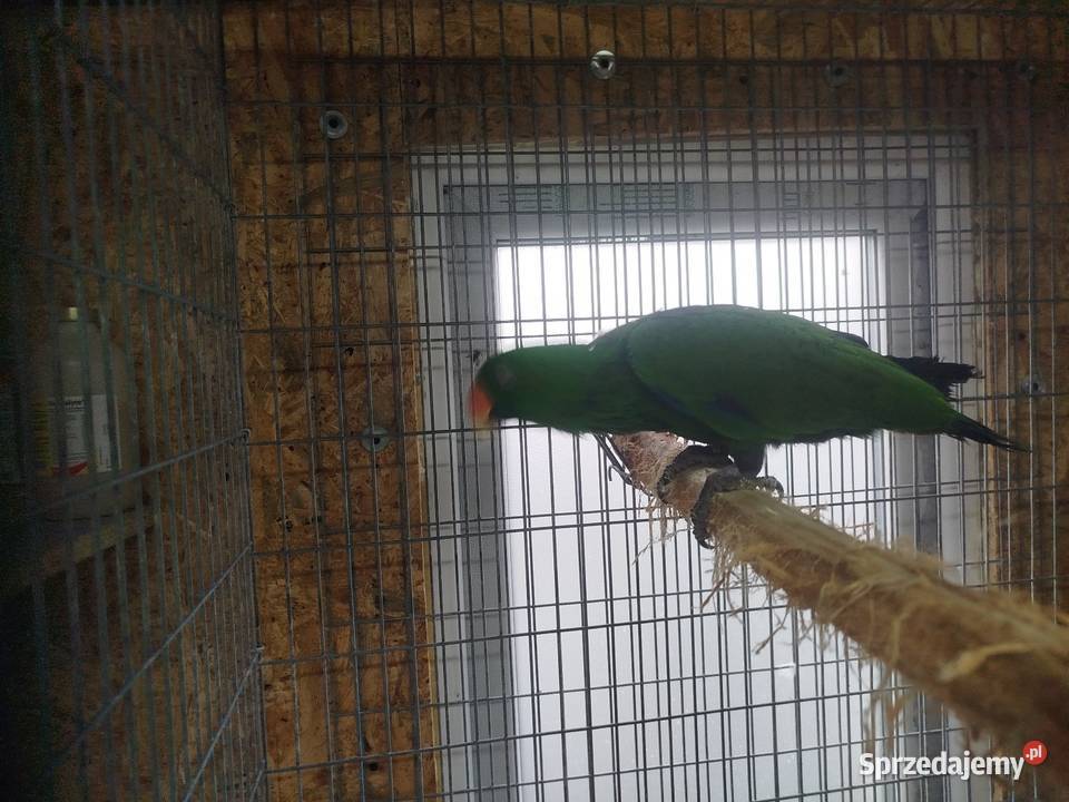 Lora Wielka EKLEKTUS Siedlce