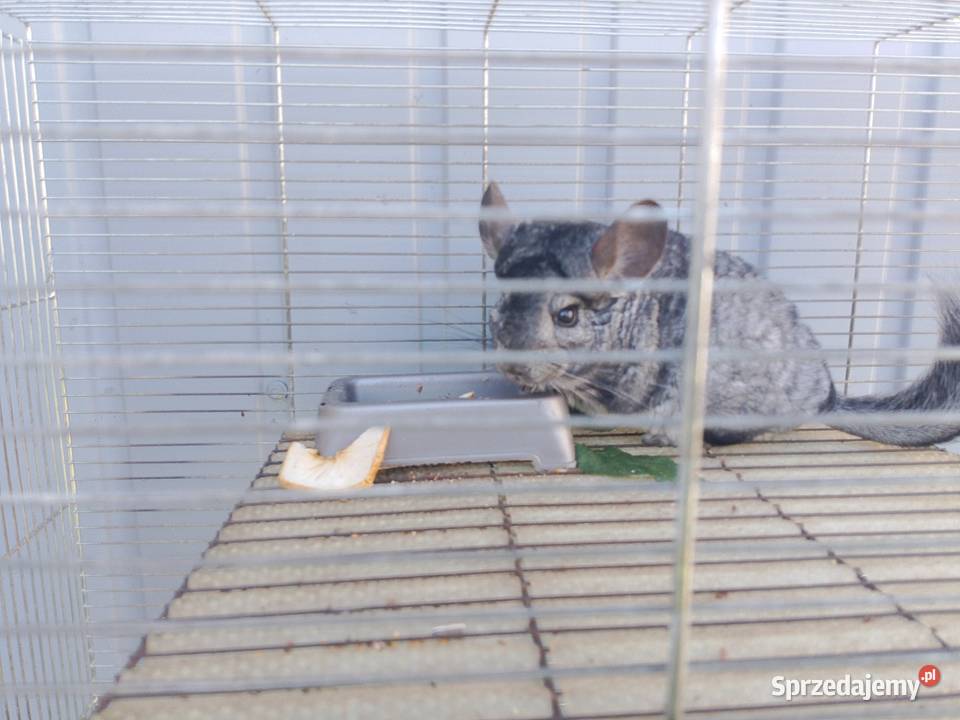 Szynszyle 2 samice dwuletnie Gryzonie Tuczępy