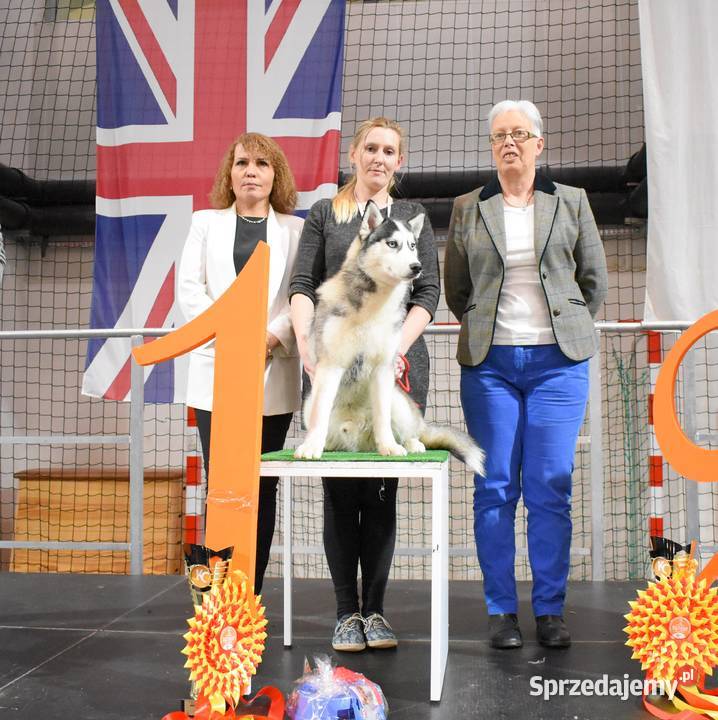 Siberian Husky szczenięta Championie Polski Kalisz