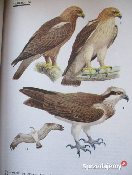 Wielki atlas ryb ryby atlas przyroda zwierzęta biologia, ekologia Książki naukowe i popularnonaukowe łódzkie Łódź