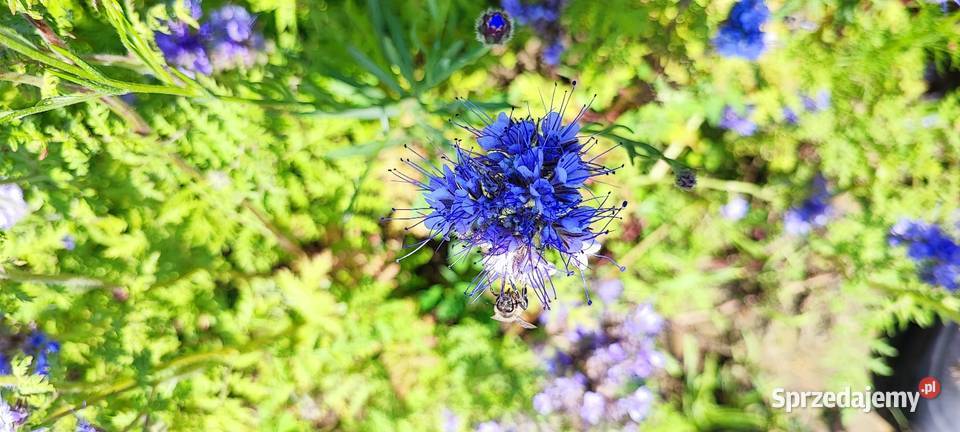 Facelia 2025 nasiona poplon miododajna Usnarz Górny