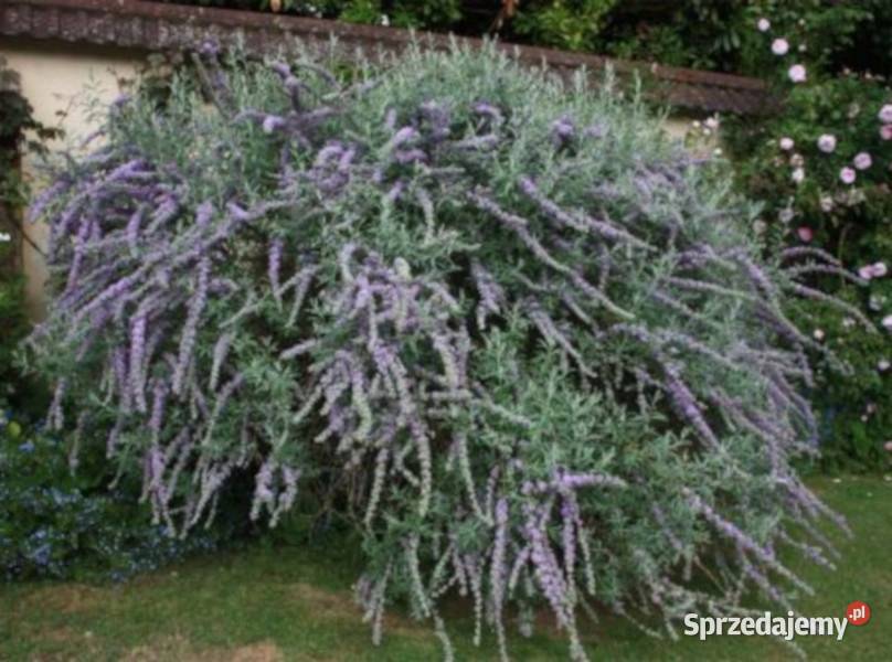 BUDLEJA SKRĘTNOLISTNA sadzonki w doniczkach Ustronie