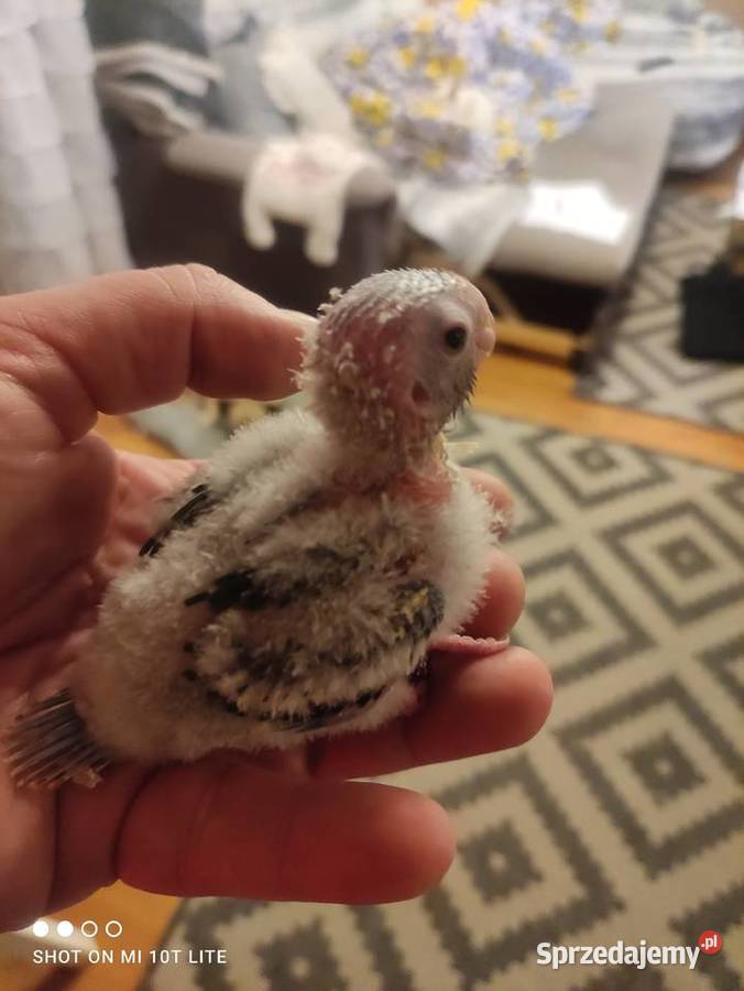 Ręcznie karmione papużki Rudosterki sprzedam Zgierz