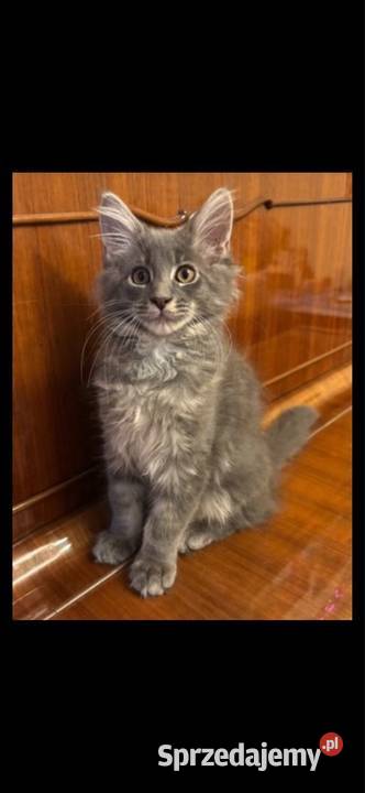 Kotki Maine Coon mazowieckie Warszawa sprzedam