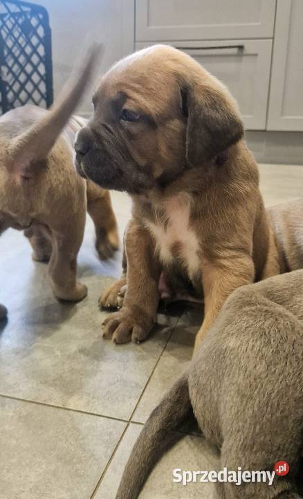 Cane Corso rodowodowe Bychawa