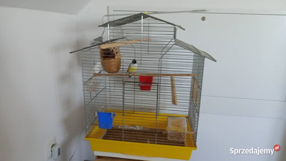 Sprzedam amadynę wspaniałą Bogacica