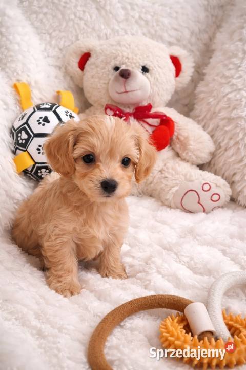 Maltipoo piesek mama maltańczyk tata pudel toy Busko-Zdrój