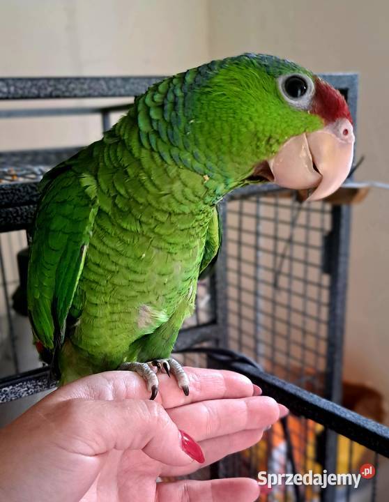 Amazonka liliogłowa oswojona ręcznie karmiona