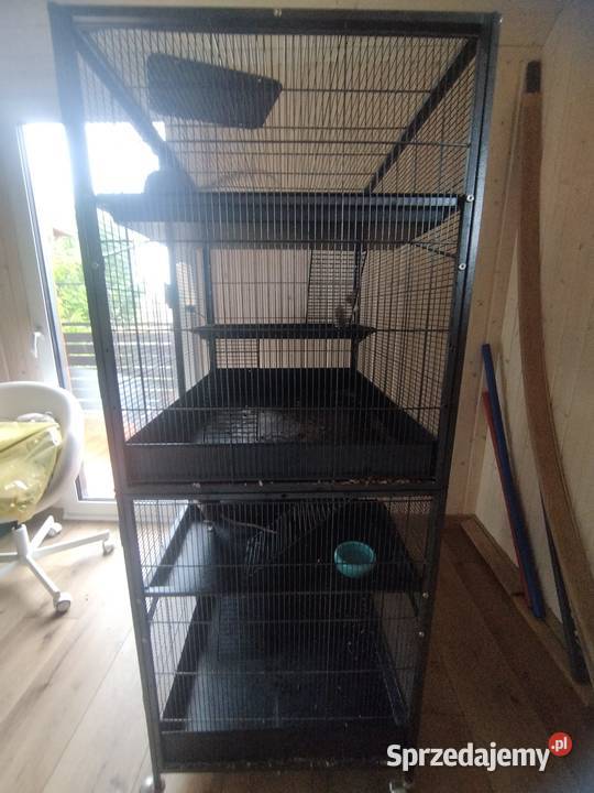 duża klatka i 3 samiczki szczura Żory
