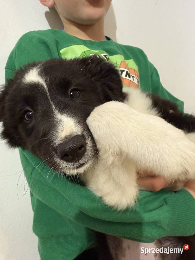 Szczenięta border collie Biała Góra
