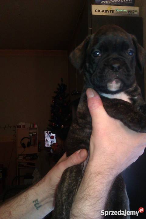 szczeniaki bokser Ostrów Wielkopolski sprzedam