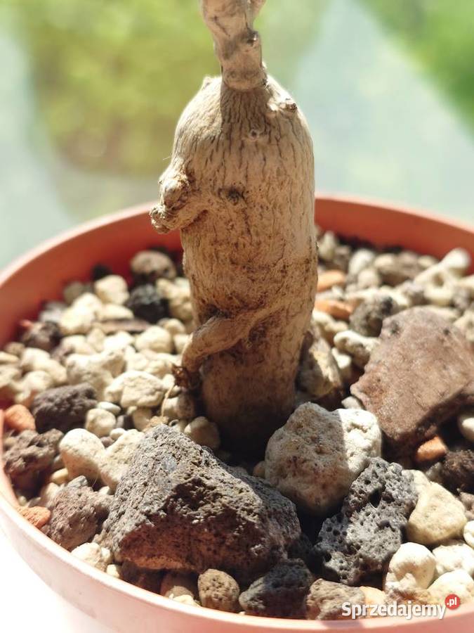 Delosperma bosseranum 10 lat sukulent kolekcja Warszawa sprzedam