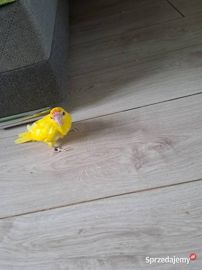 będę miał na sprzedaż papugi kozy Wawrzeńczyce