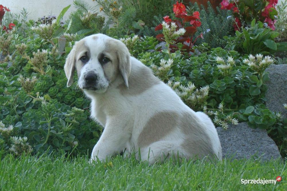 Owczarek środkowoazjatycki rodowodowe szczenięta Olecko