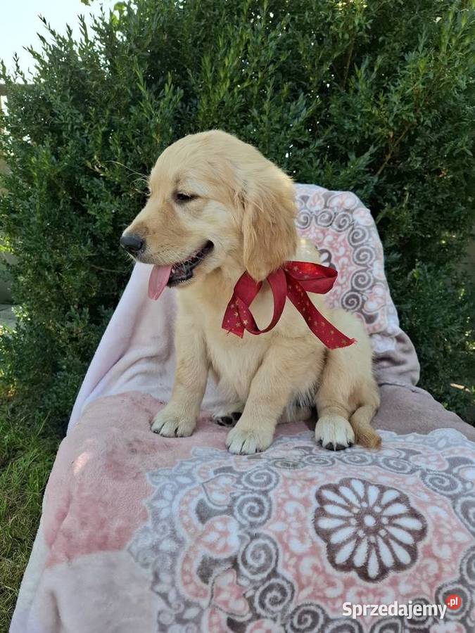 Sprzedam pieski Golden Retriever Kąkolewo