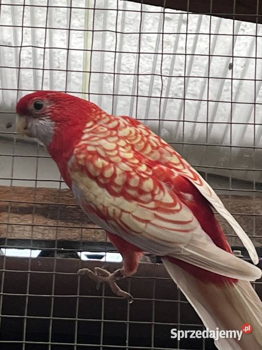 Rozele Królewska Pastel pomorskie Sztum