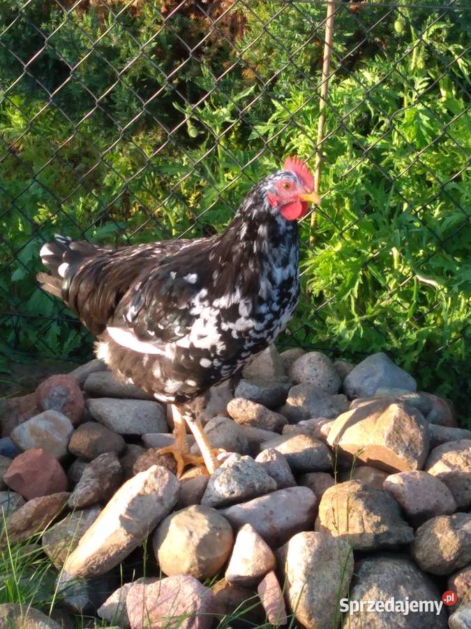 Kogut tęczanka Siemień
