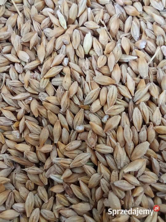 sprzedam jęczmień Zboża Klimontów