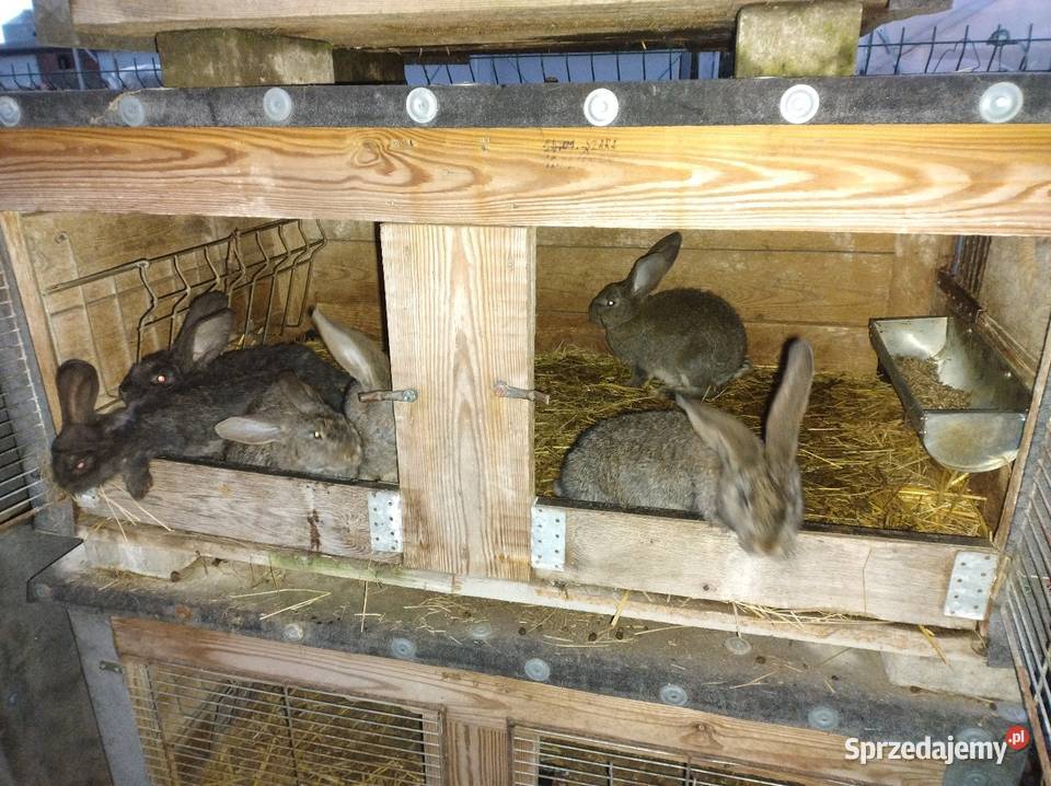 Samiczki olbrzym belgijski Gryzonie Turzno