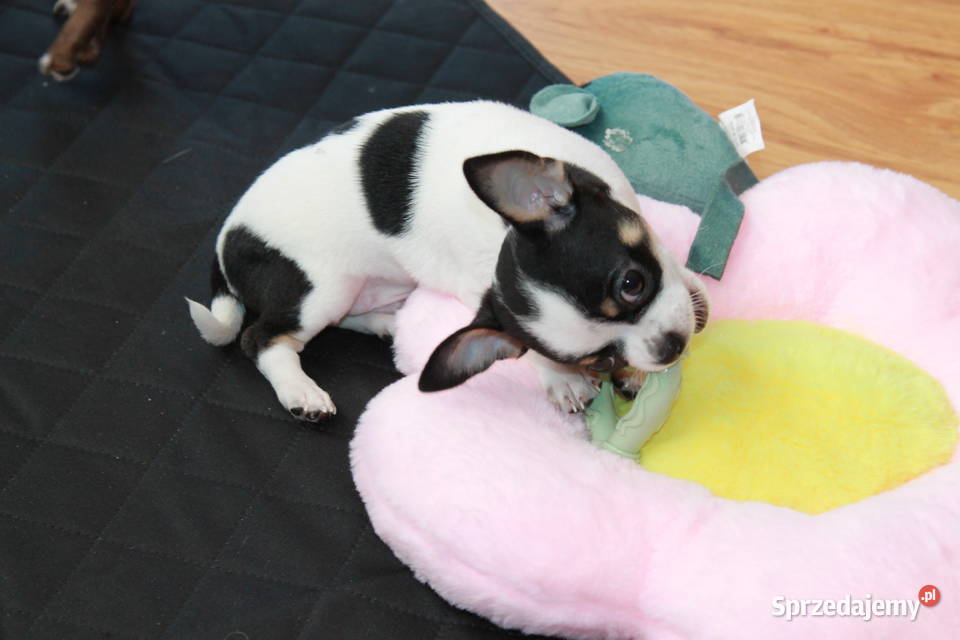 Chihuahua krótkowłosy chłopiec ZKwP FCI Zwierzęta Świnoujście