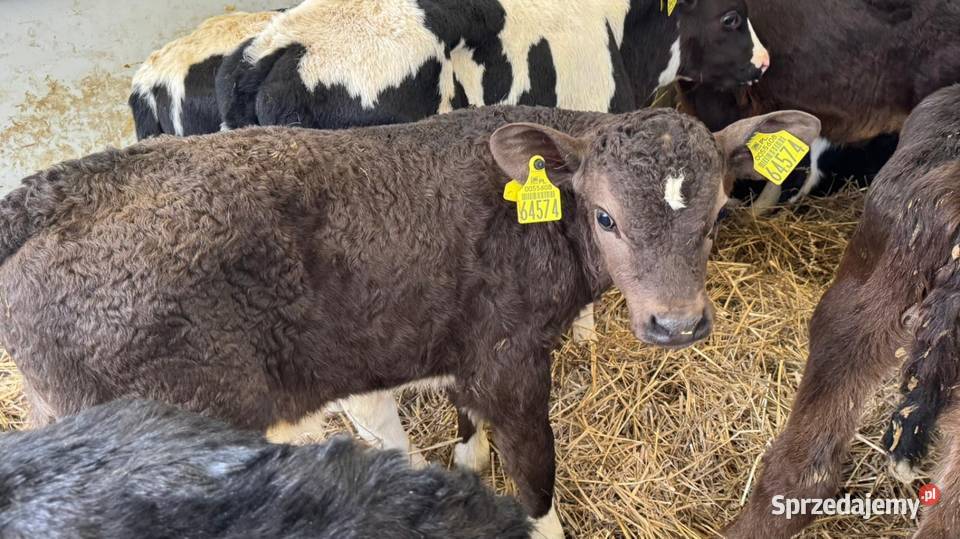 Sprzedam Byczki POLSKIE Piotrków Trybunalski