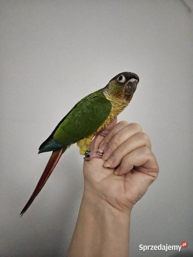 Papuga rudosterka pupil rudosterki oswojone Chodzież