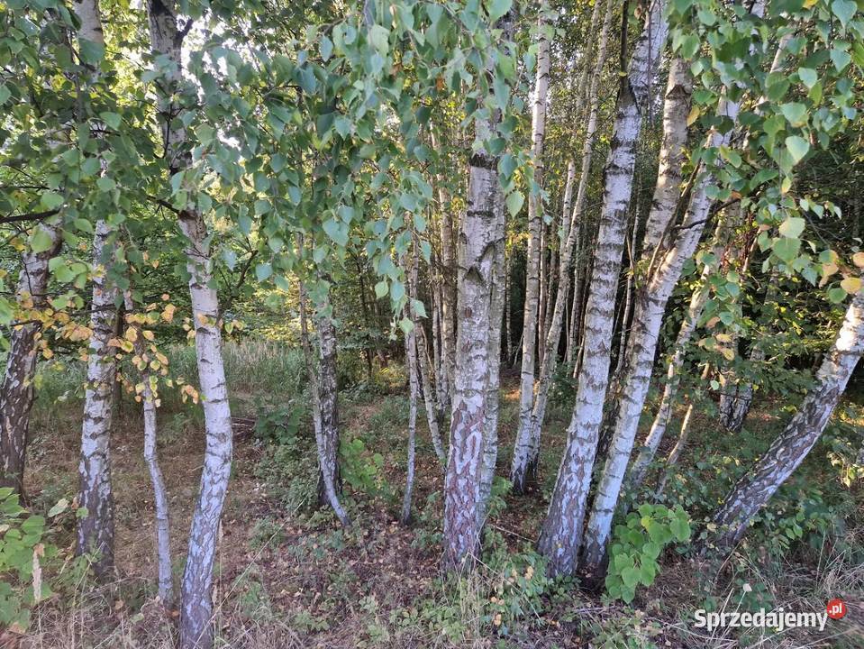 działka rolna Czułów Liszki sprzedam