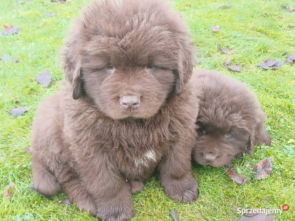 Nowofundlandy czekoladowe gotowe na zmianę domu lubuskie