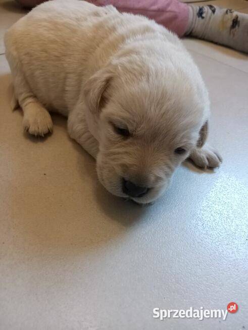 Szczeniaki labrador retriever Łużna