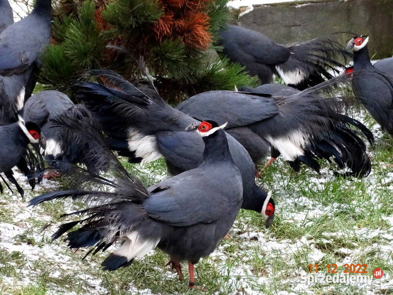 Sprzedam Bażanty Uszaki Siwe z 2022r Bażant Gostyń sprzedam