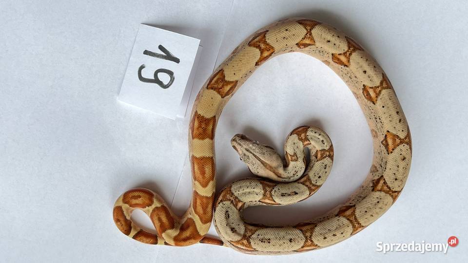 Boa imperator samiczka hypo jungle Olsztyn