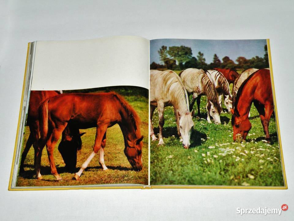 Konie Marian Gadzalski album WSiT 1978 kujawsko-pomorskie Bydgoszcz