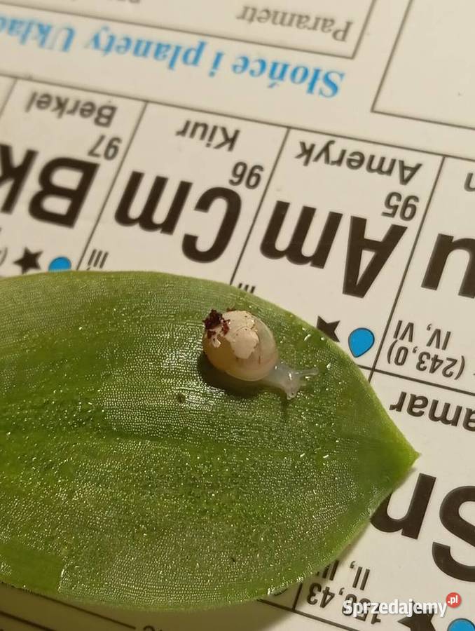 Małe Ślimaki Afrykańskie Lissachatina fulica Mińsk Mazowiecki