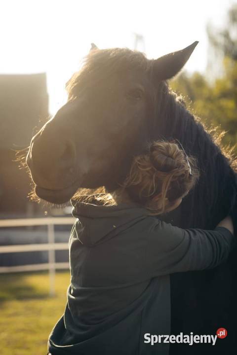 Sprzedam karego wałacha PKZ około 160 Oleśnica