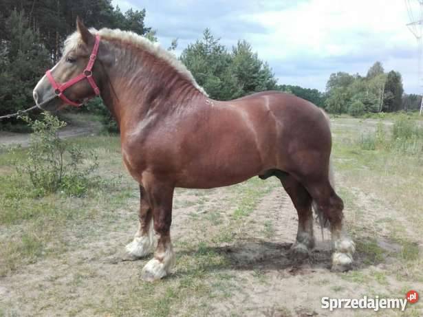 Sprzedam ogiera Zimnokrwistego BULIDEL łódzkie