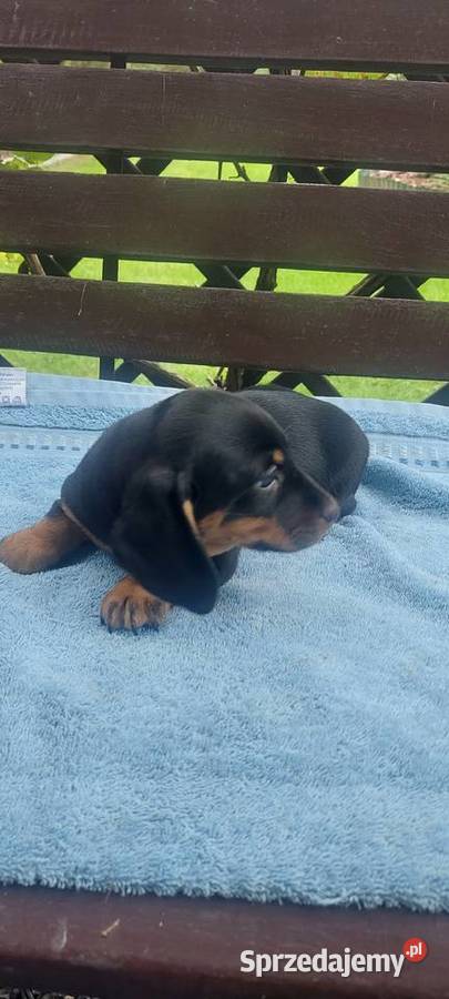 Jamnik miniaturowy szczeniaki Tarnów
