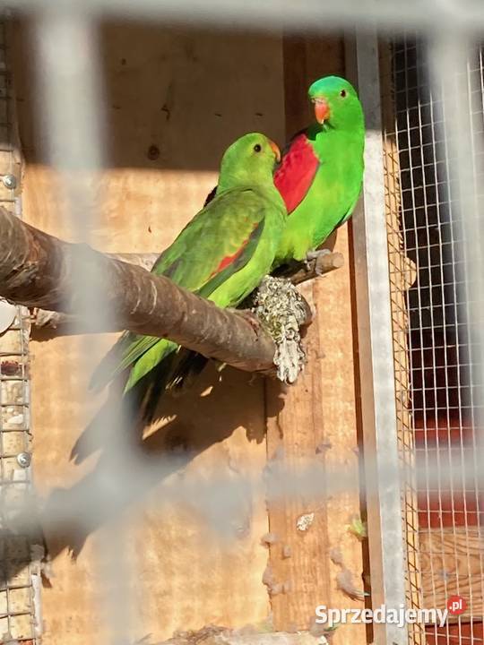 Papugi aleksandretty obroźne obrożne aleksy Zwierzęta Szaflary