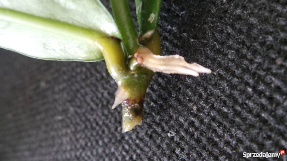 Hoya LOBBI ORANGE ukorzeniona sadzonka Lublin