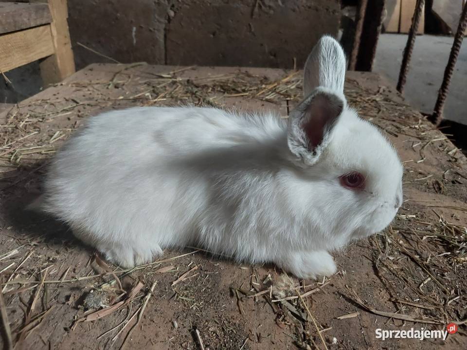 Króliki nw białykalifornia