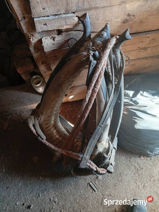 Homont na konia lubelskie Krasnystaw