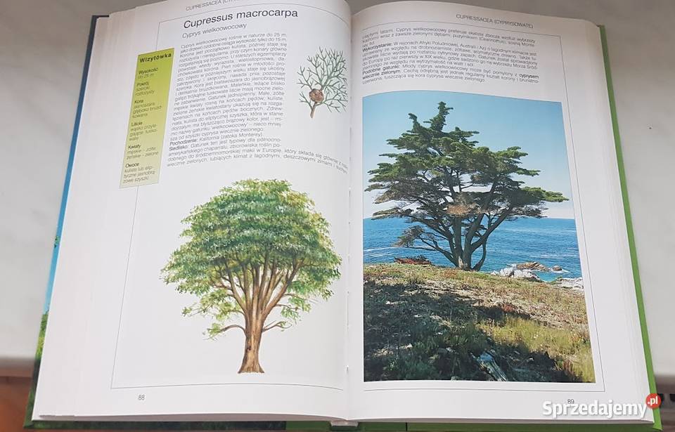 Drzewa podręczny leksykon przyrodniczy Zielona Góra sprzedam